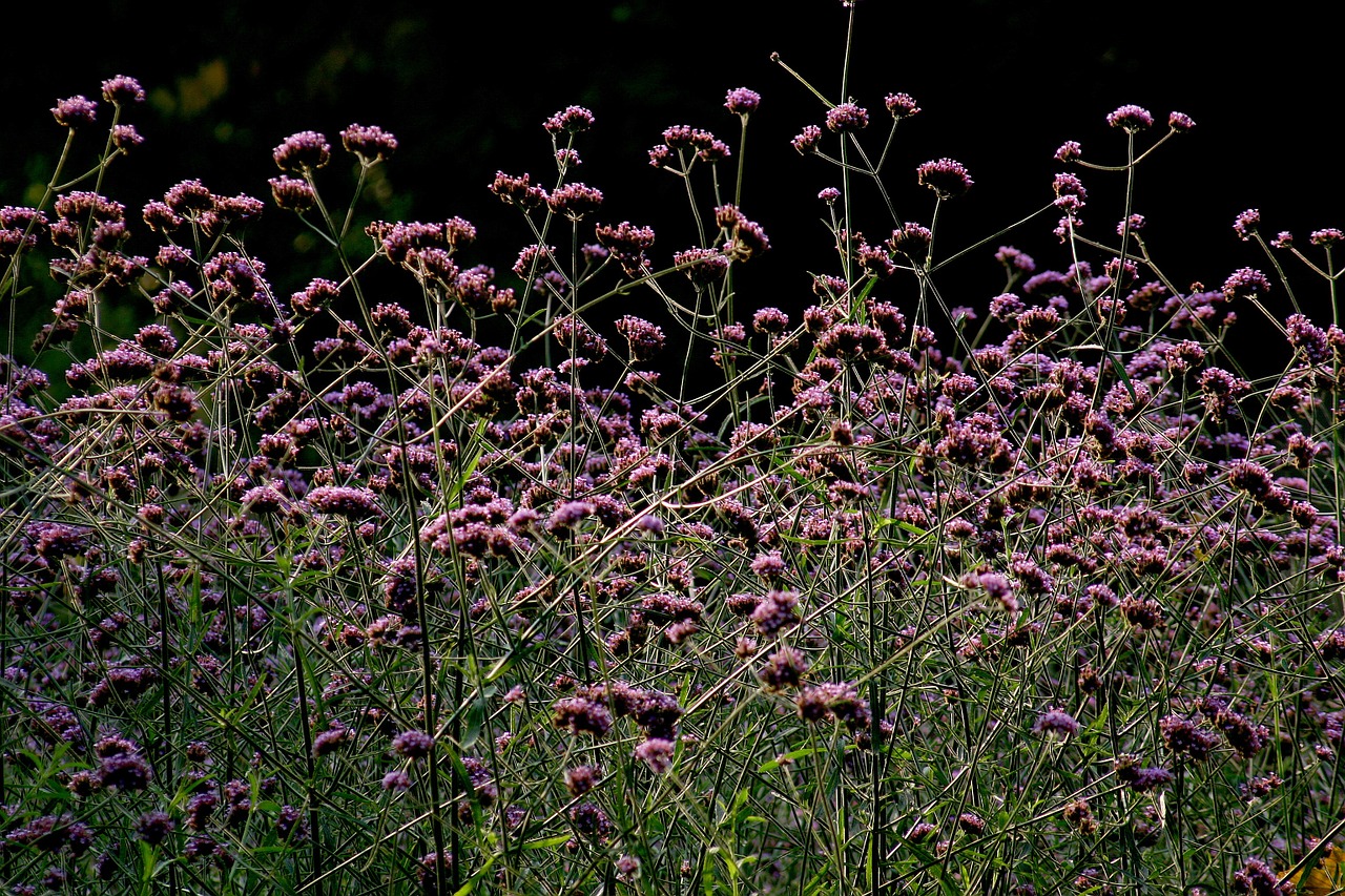 flowers meadow violet free photo