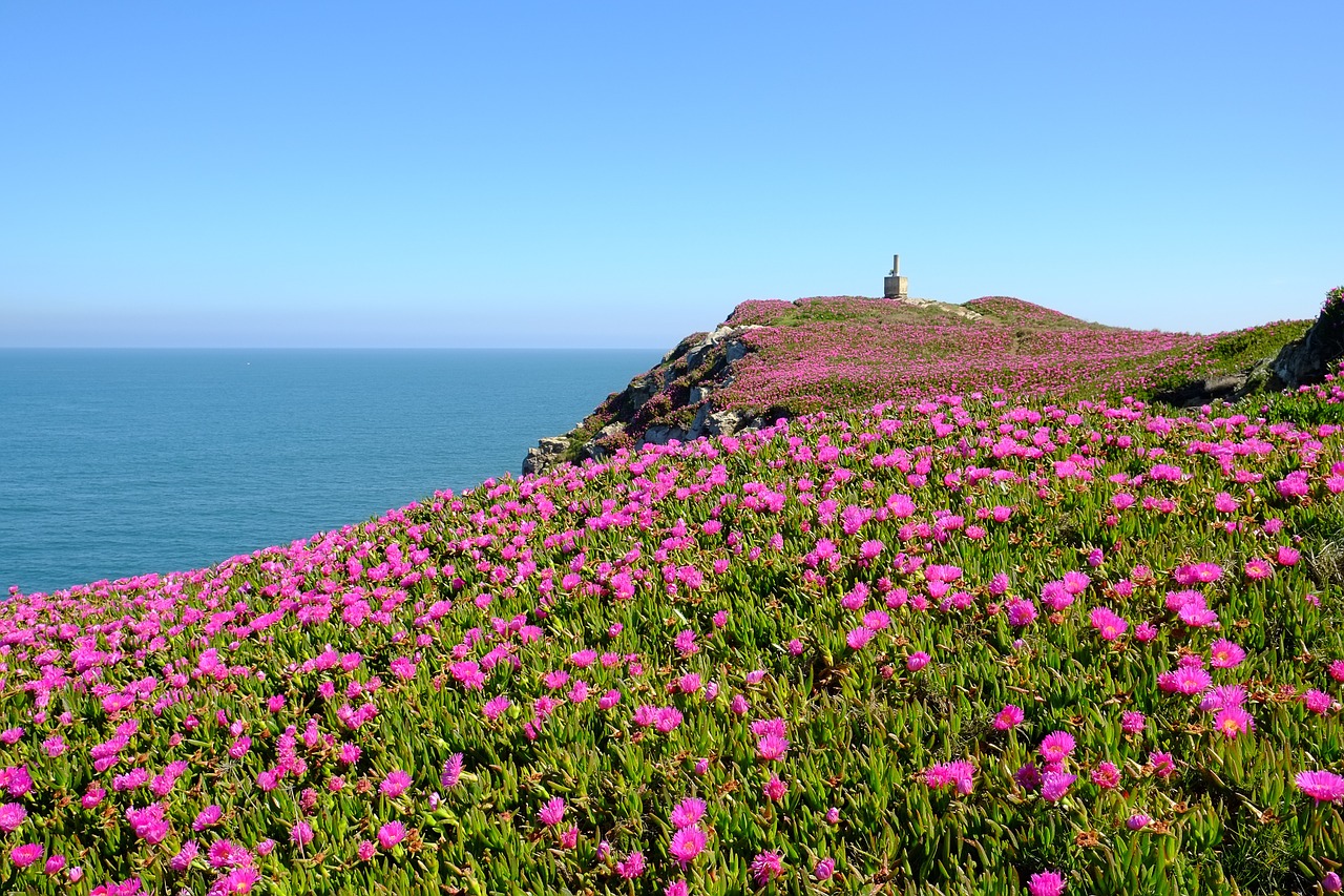 flowers sea cliff free photo