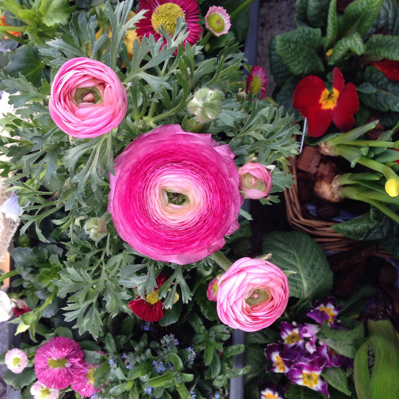 flowers pink plant free photo