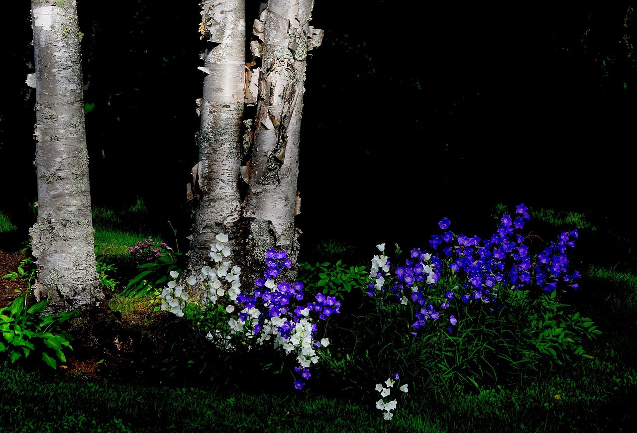 flowers trees birch free photo