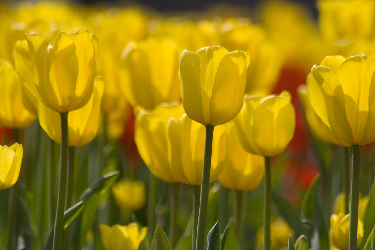 flowers tulips yellow free photo