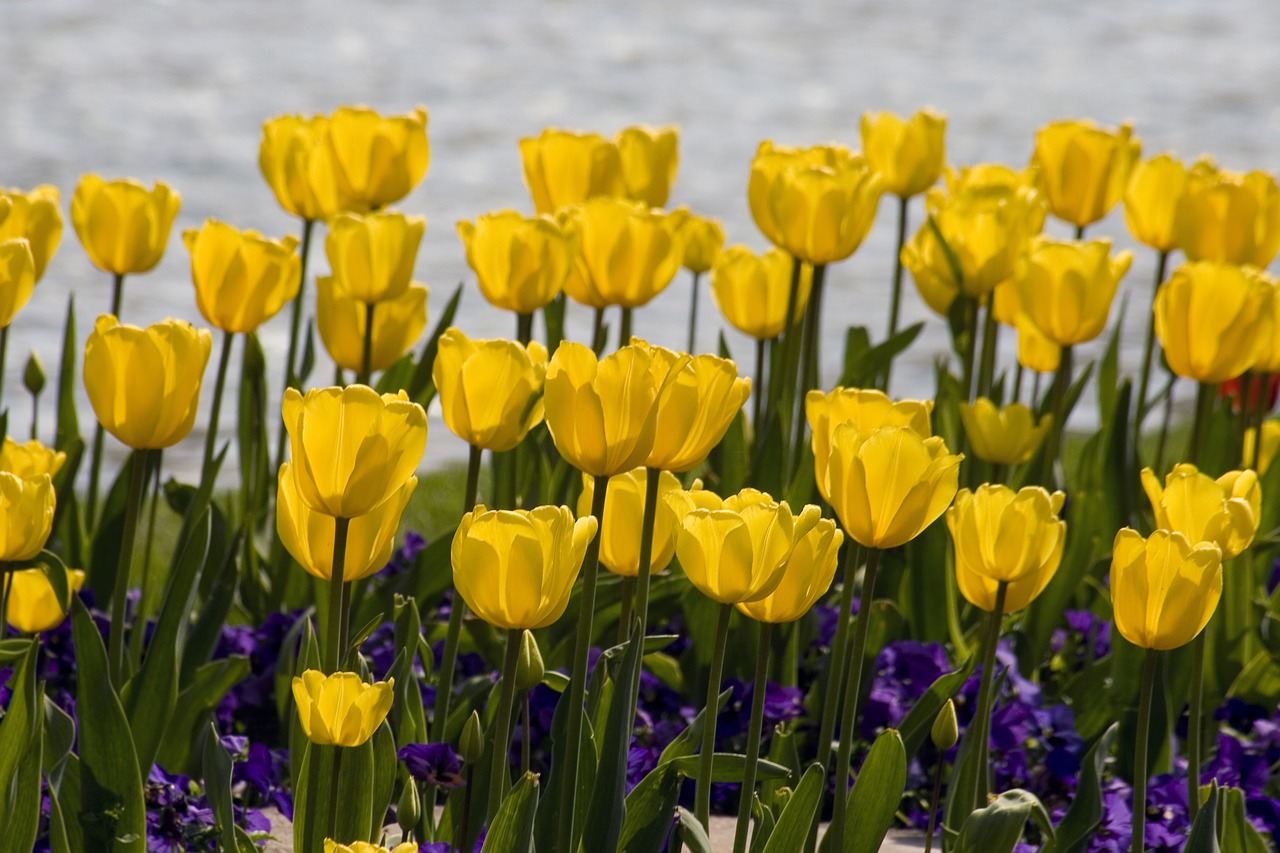 flowers tulips yellow free photo