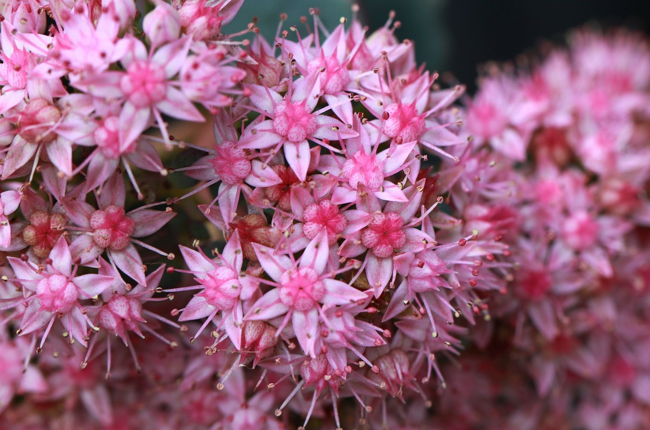 flowers plant close free photo