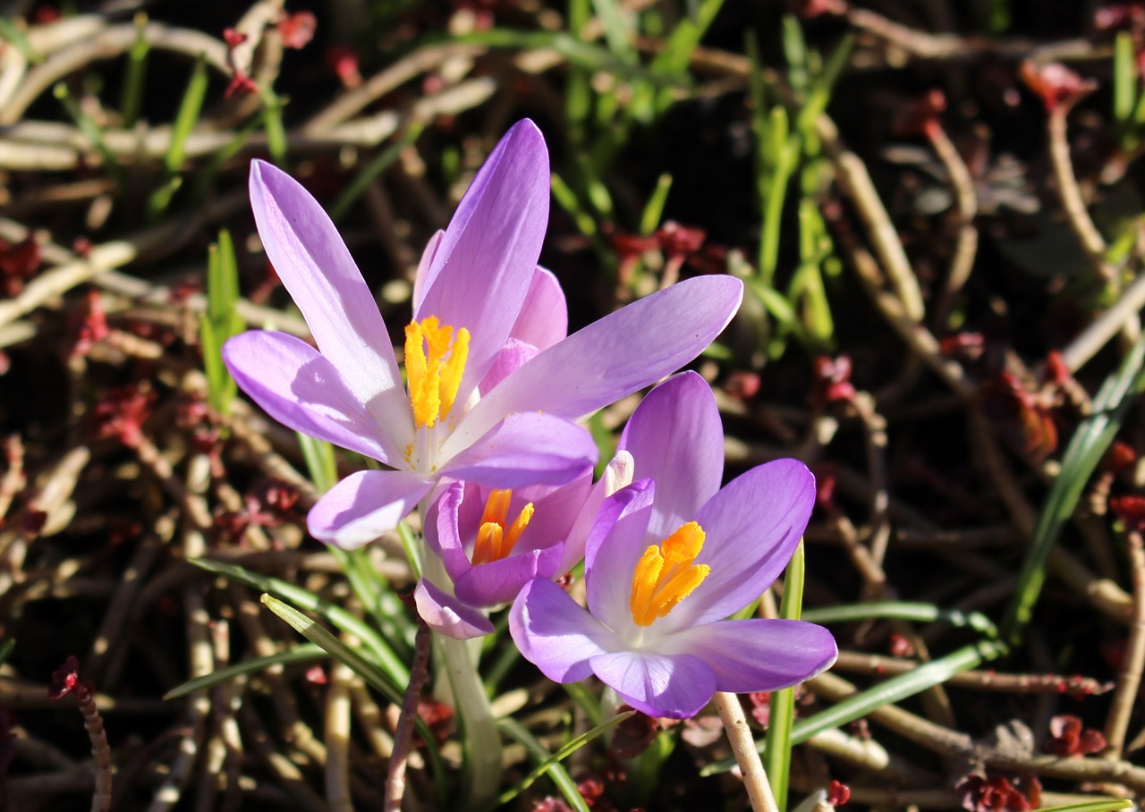 flowers crocus purple free photo