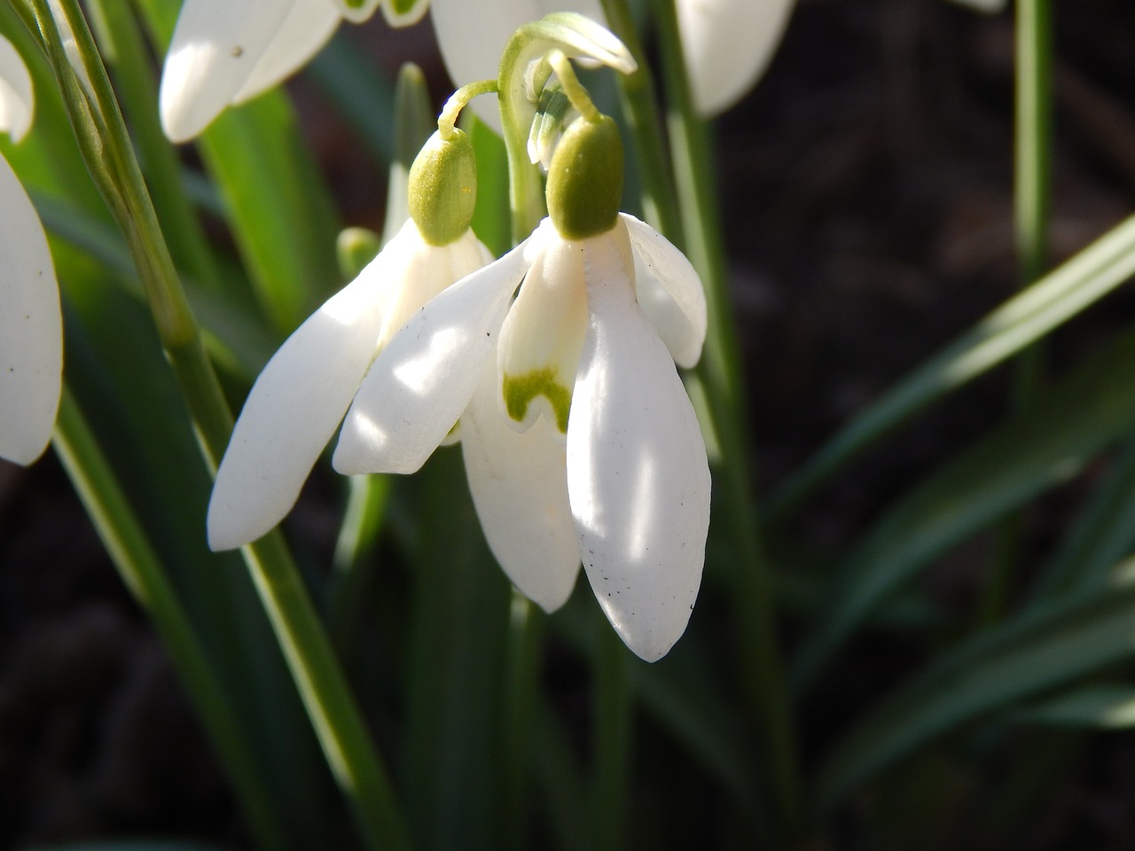 flowers spring sun free photo