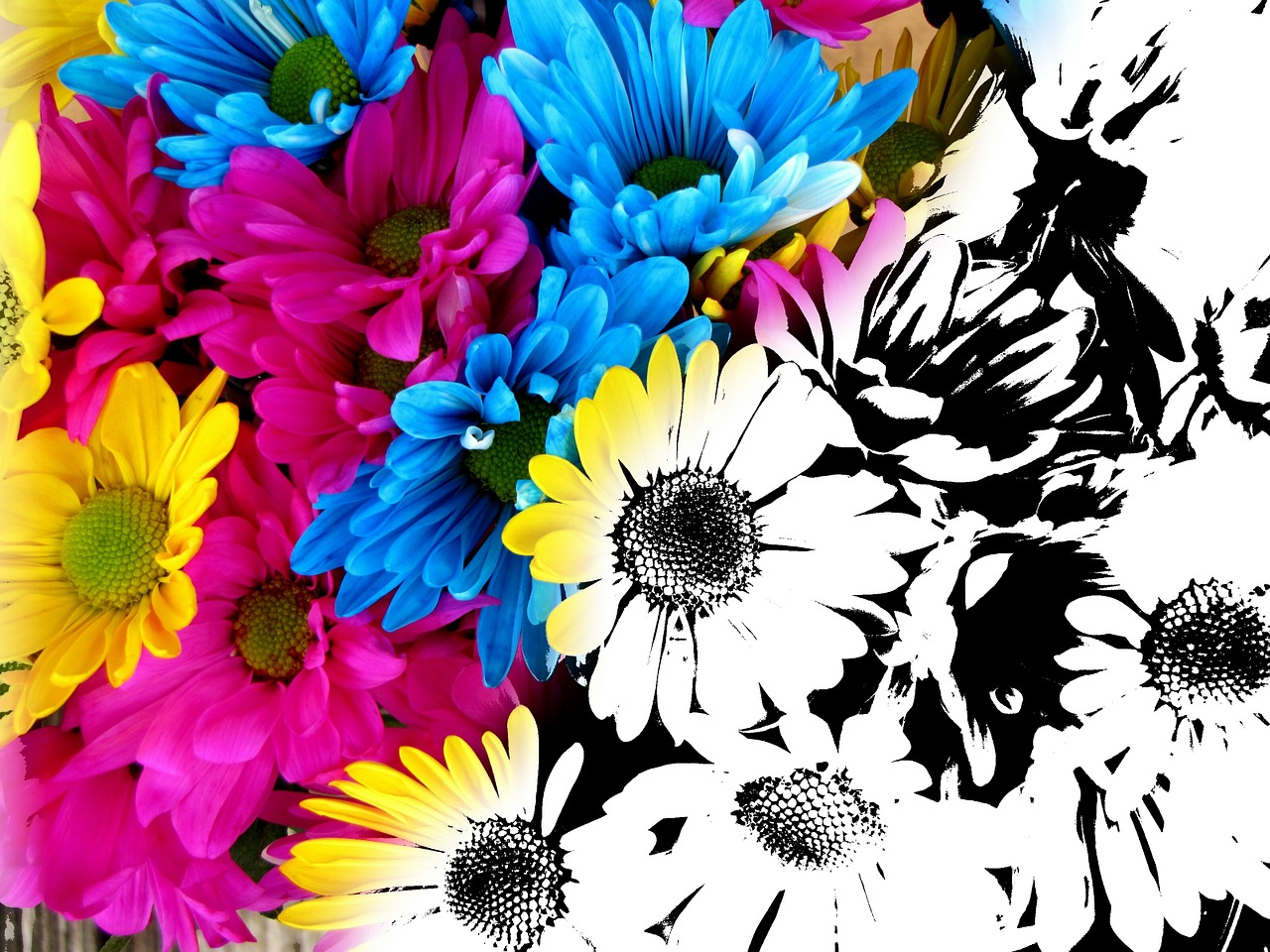 flowers colorful paint free photo