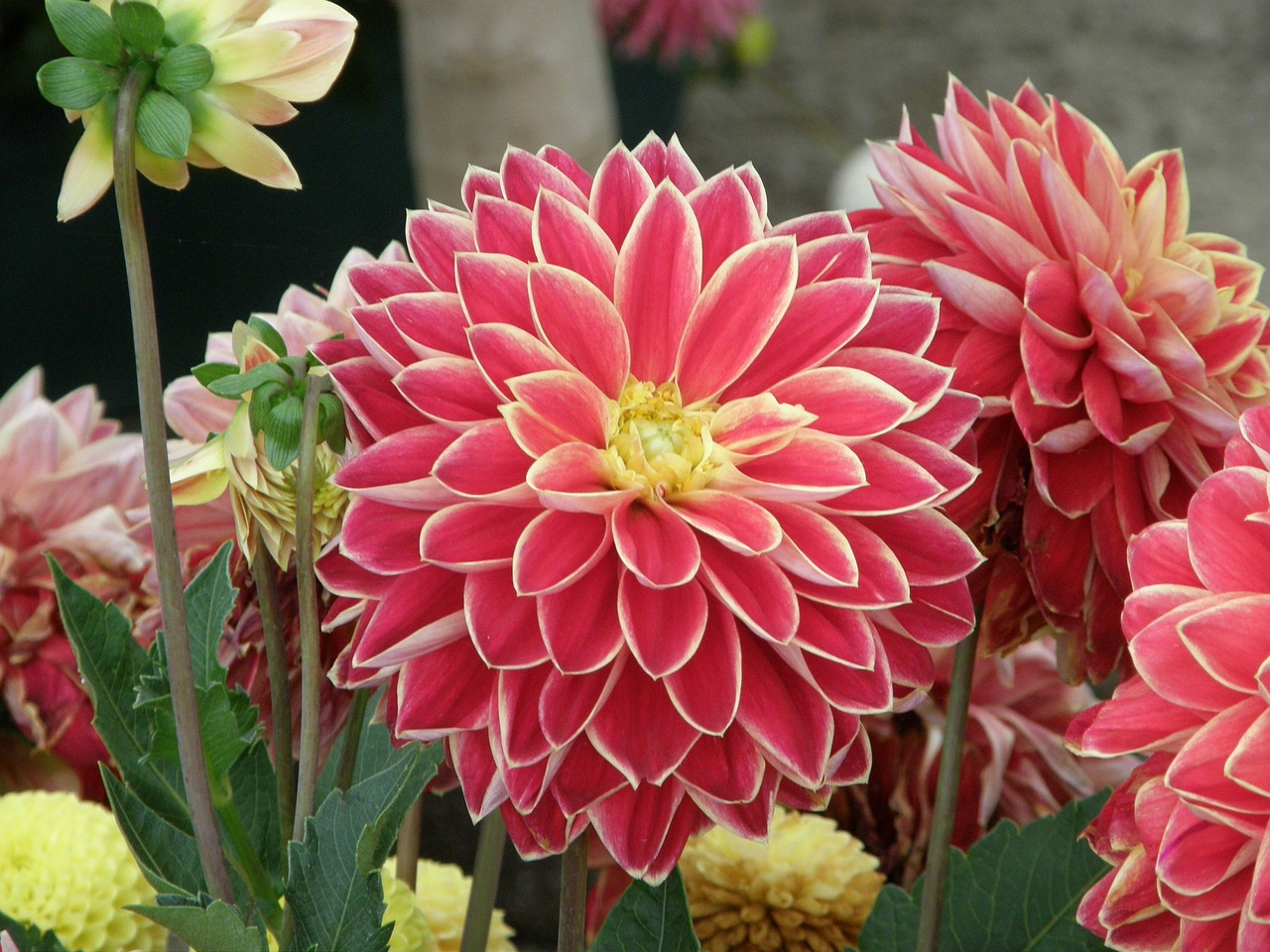 flowers dahlia horticulture free photo