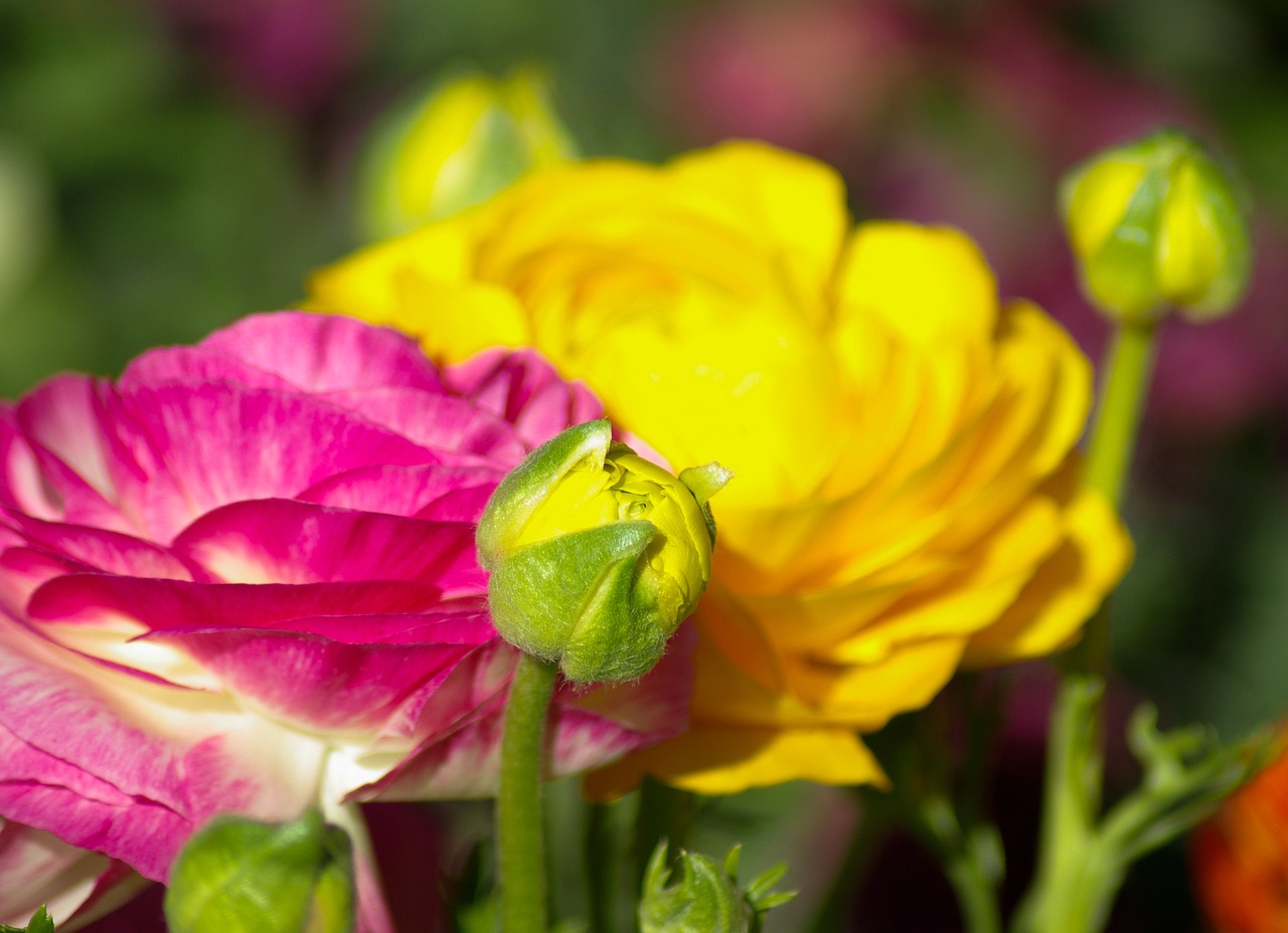 flowers flower bud garden free photo