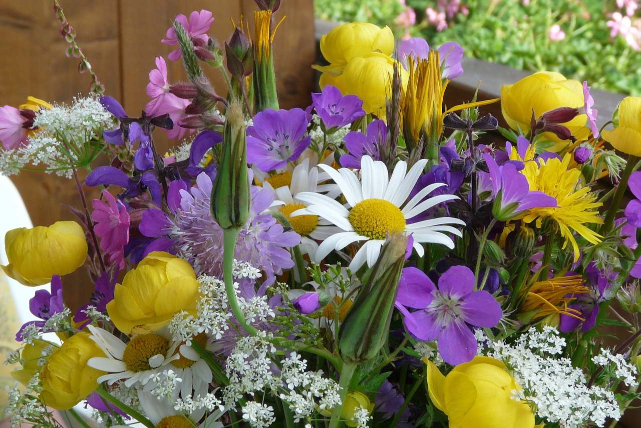 flowers alpine alpine flower free photo