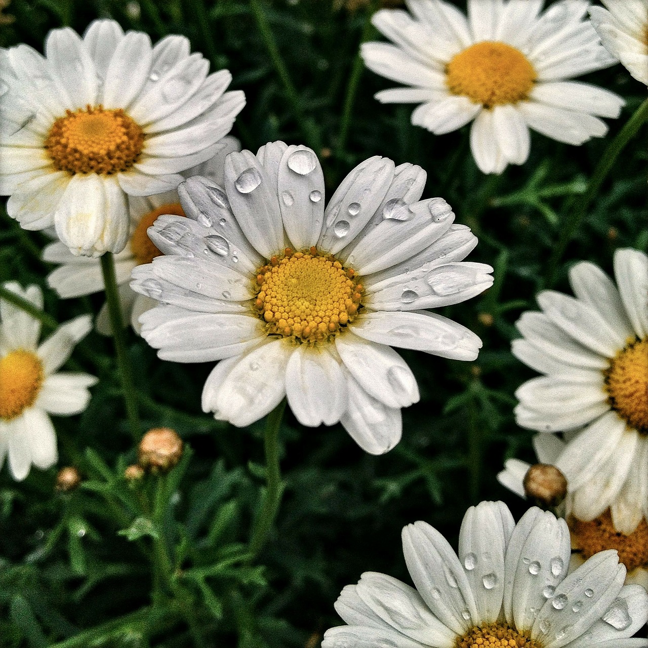 flowers plant daisy free photo