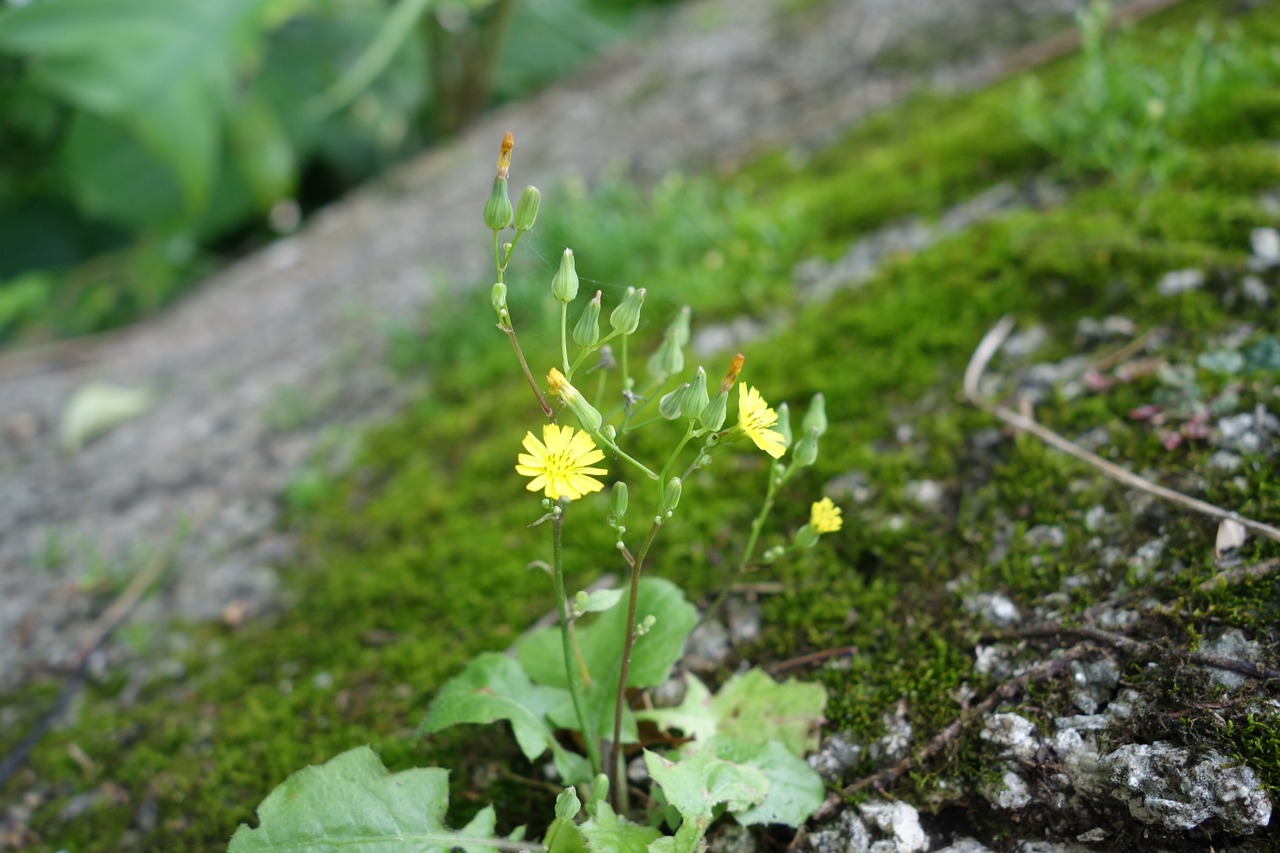 flowers natural plant free photo