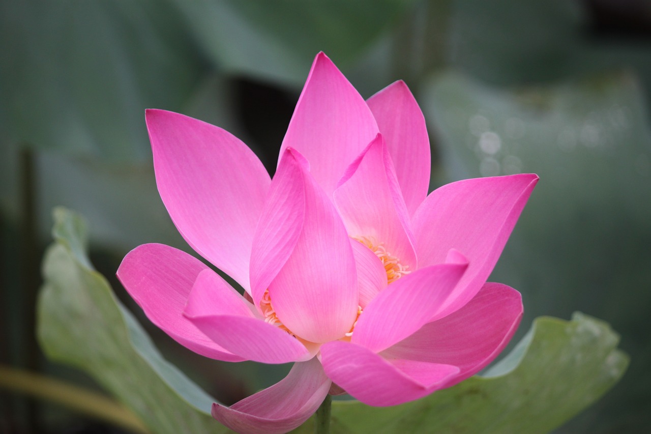 flowers lotus gorgeous free photo