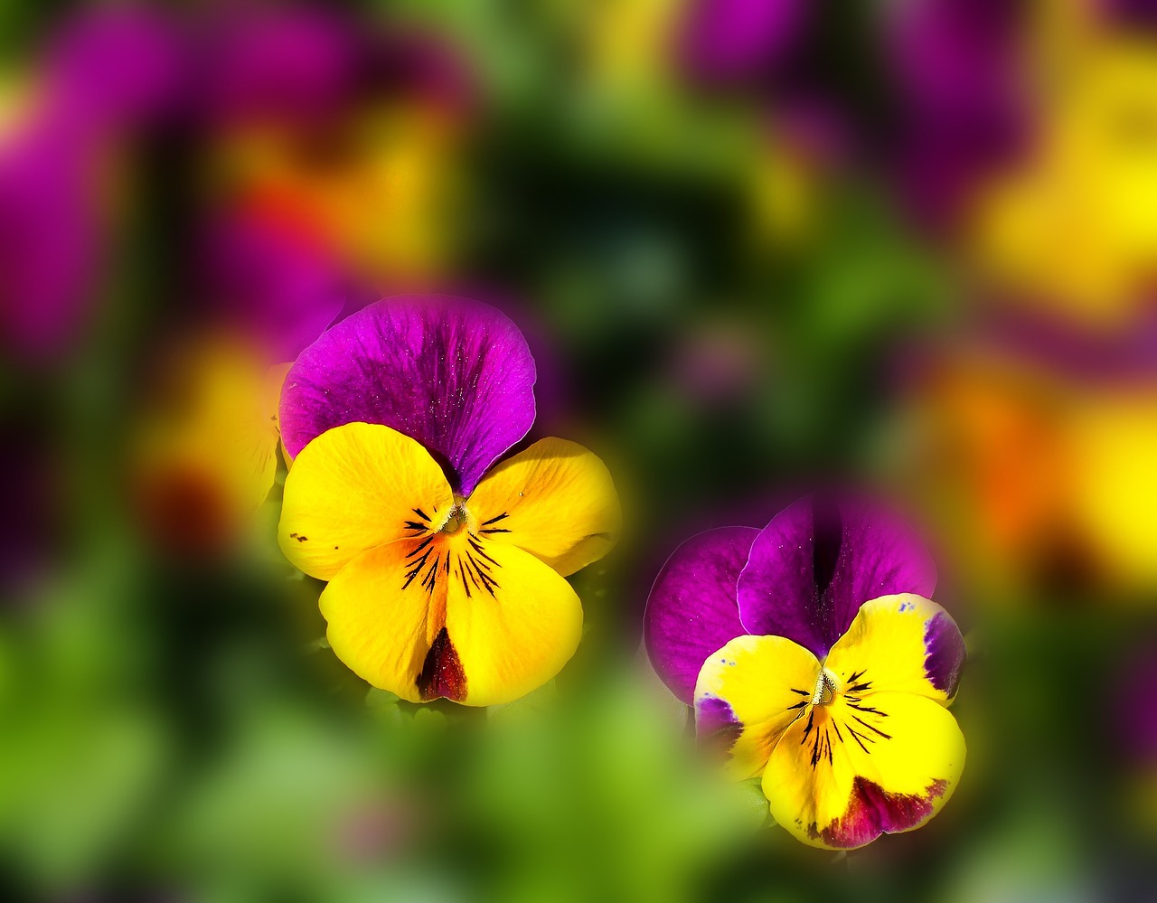 flowers pansy spring free photo