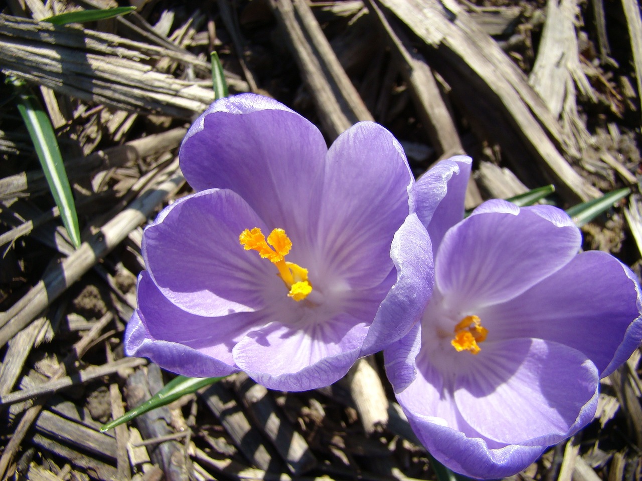 flowers violet spring free photo