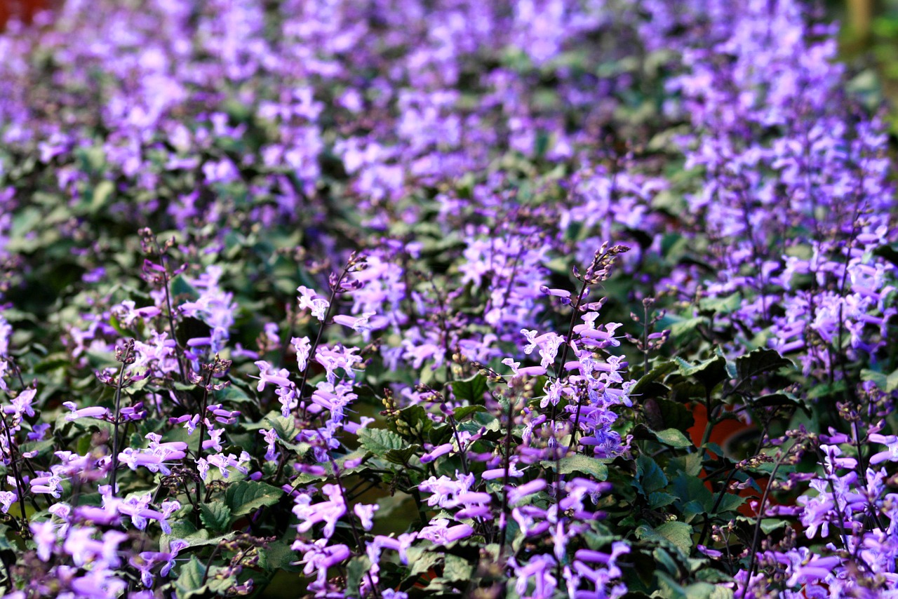 flowers purple garden free photo