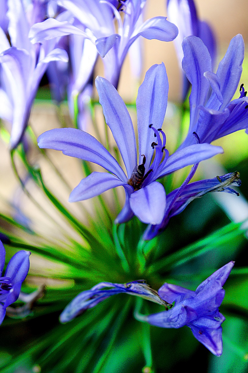 flowers blue garden free photo