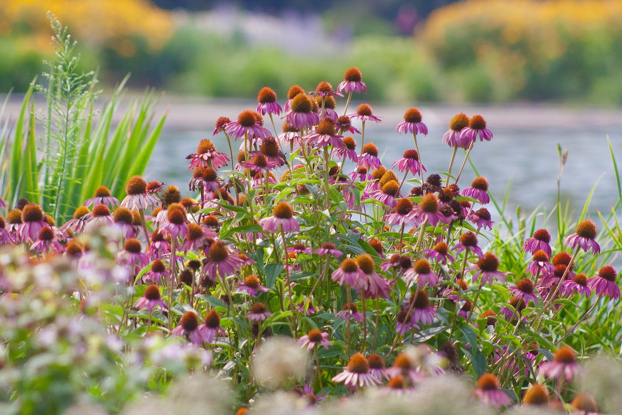 flowers wildlife prairie free photo