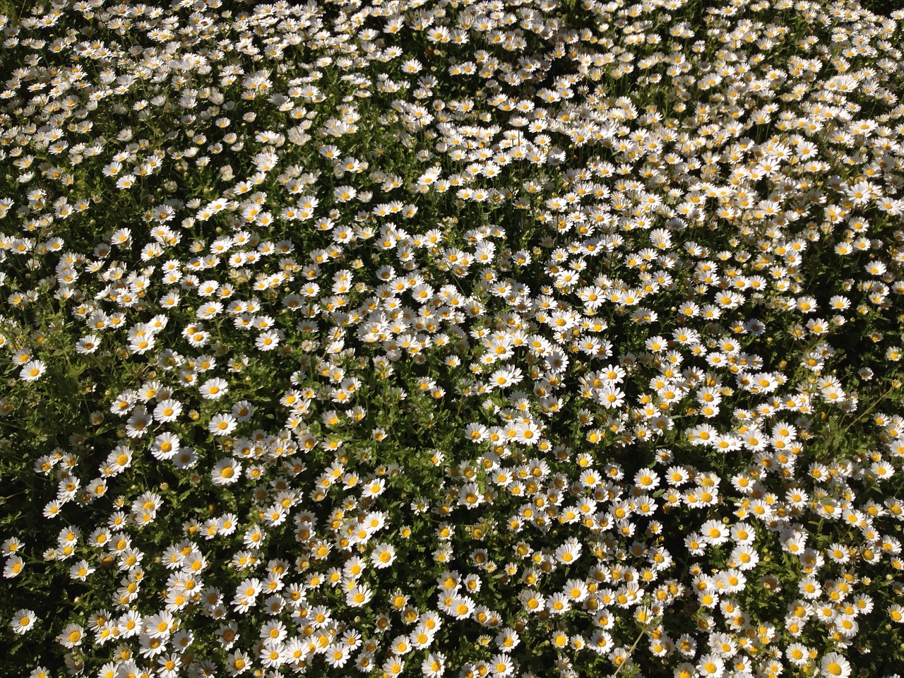 flowers meadow nature free photo