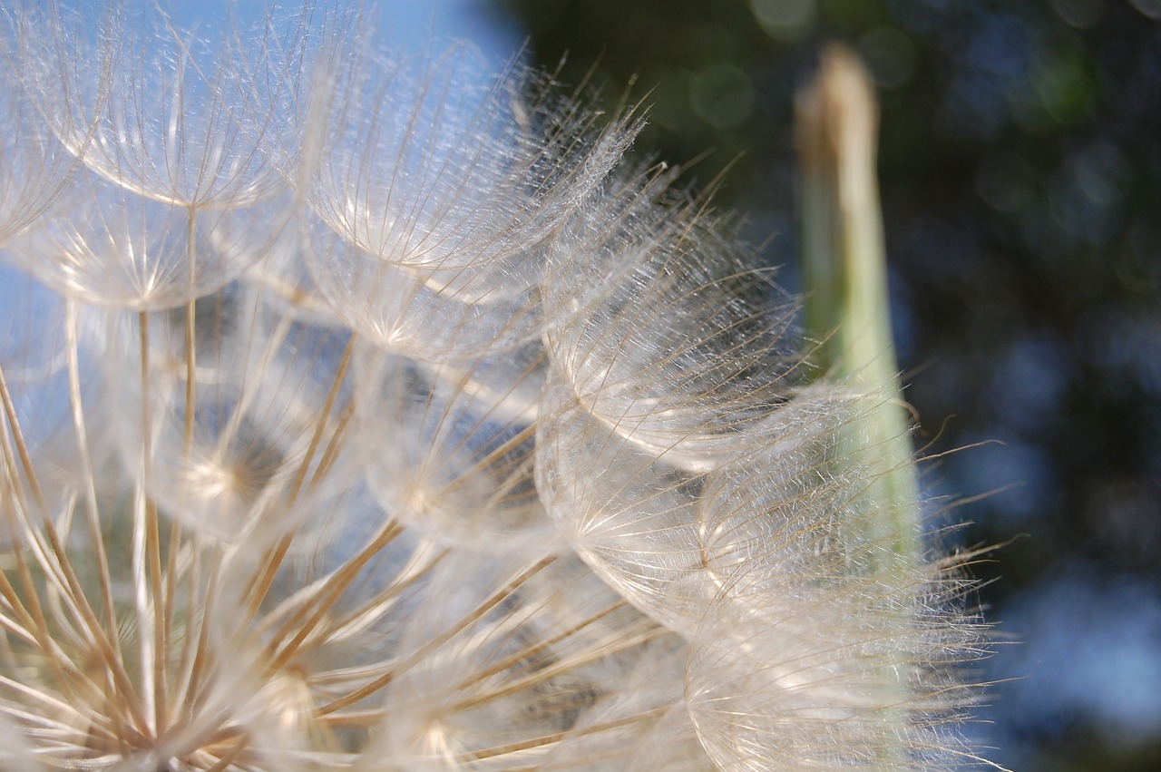 flowers bloom nature free photo