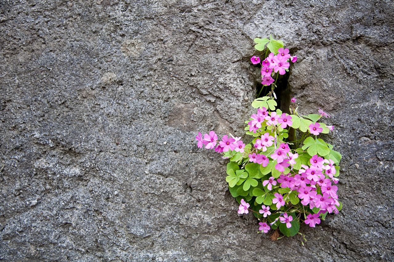 flowers wall design free photo