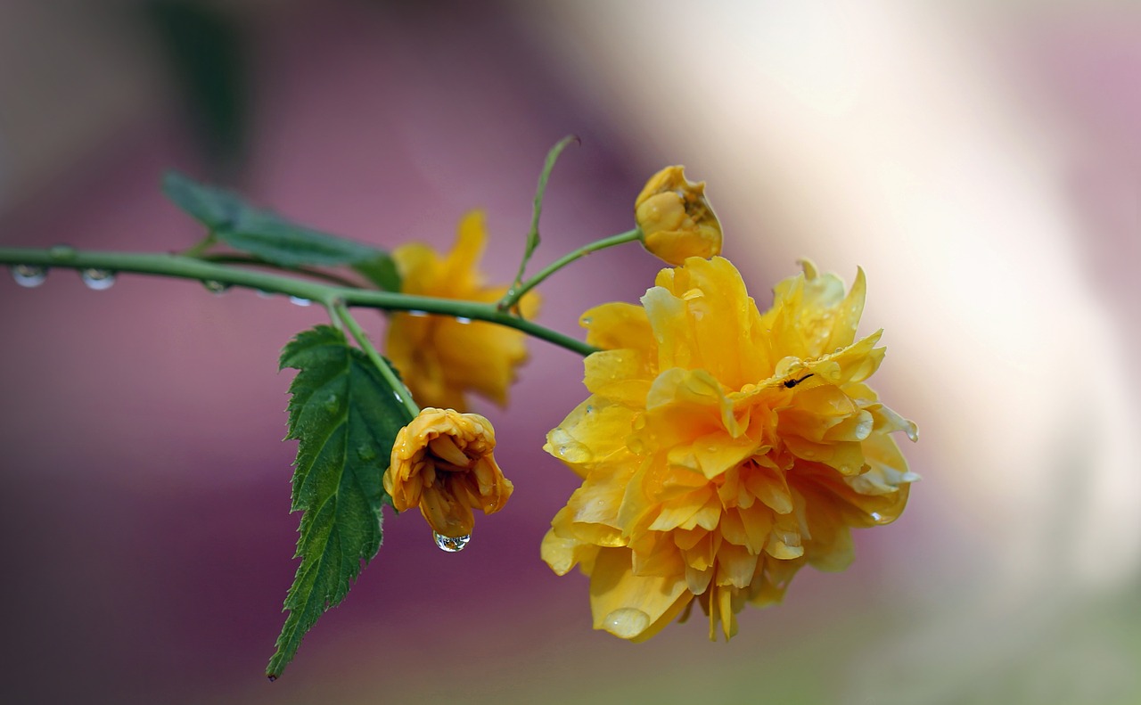 flowers roses flower free photo