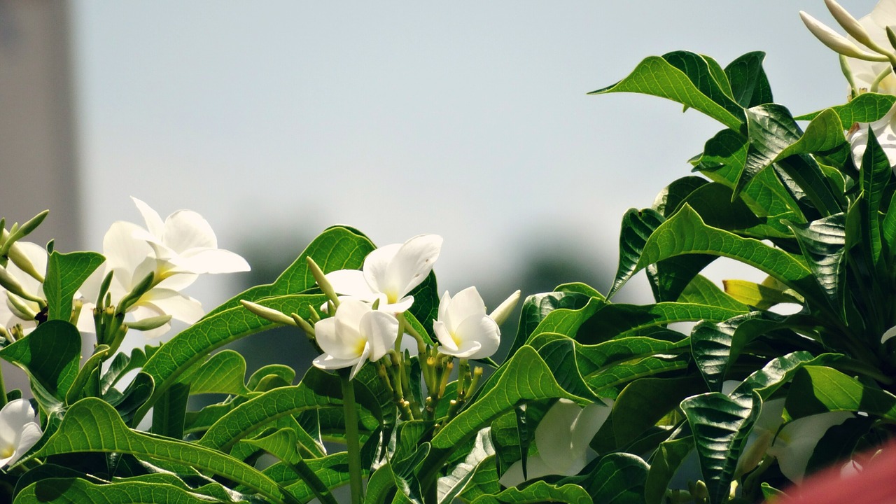 flowers plants leaves free photo