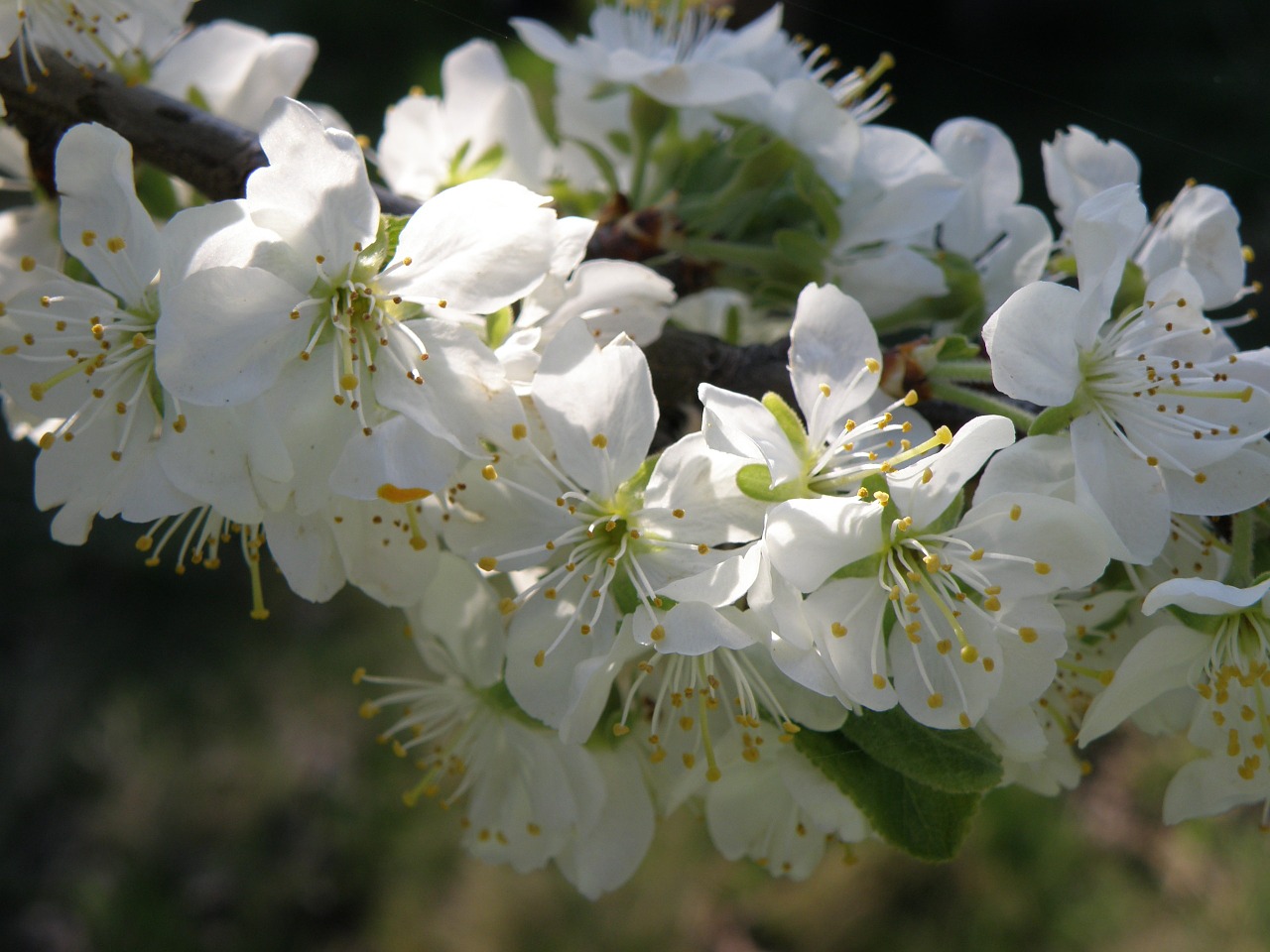 flowers fruit tree spring free photo