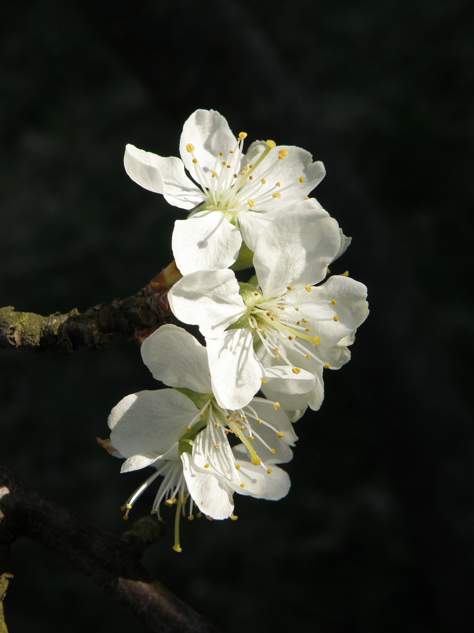 flowers fruit tree spring free photo