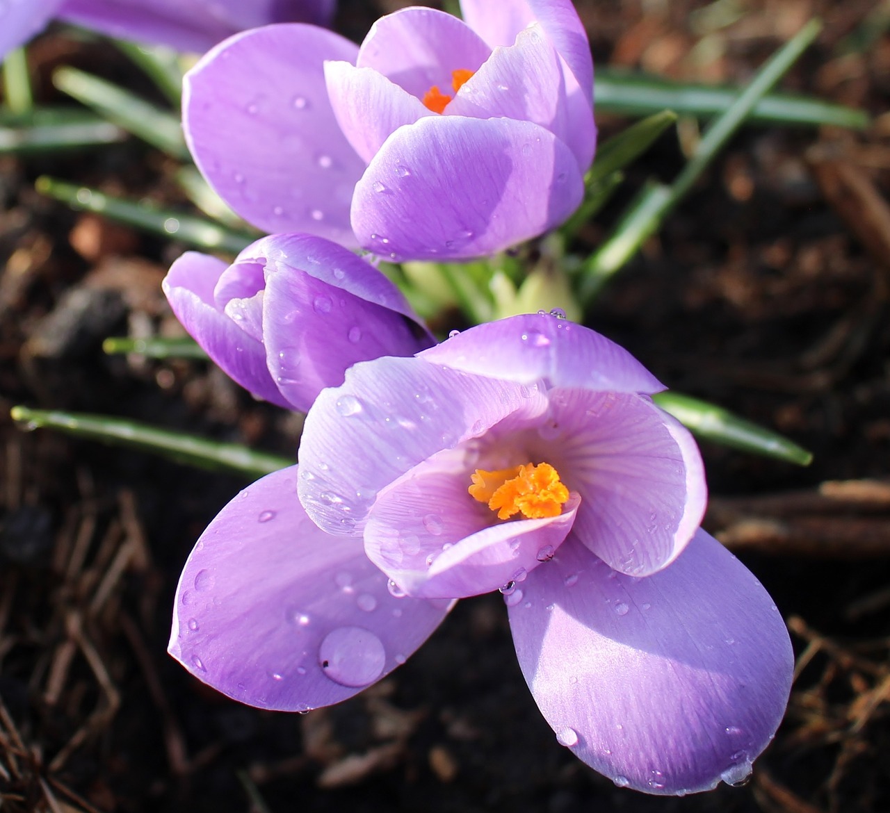 flowers crocus purple free photo