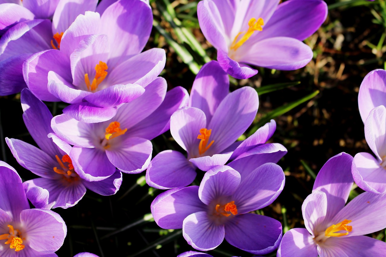 flowers crocus purple free photo