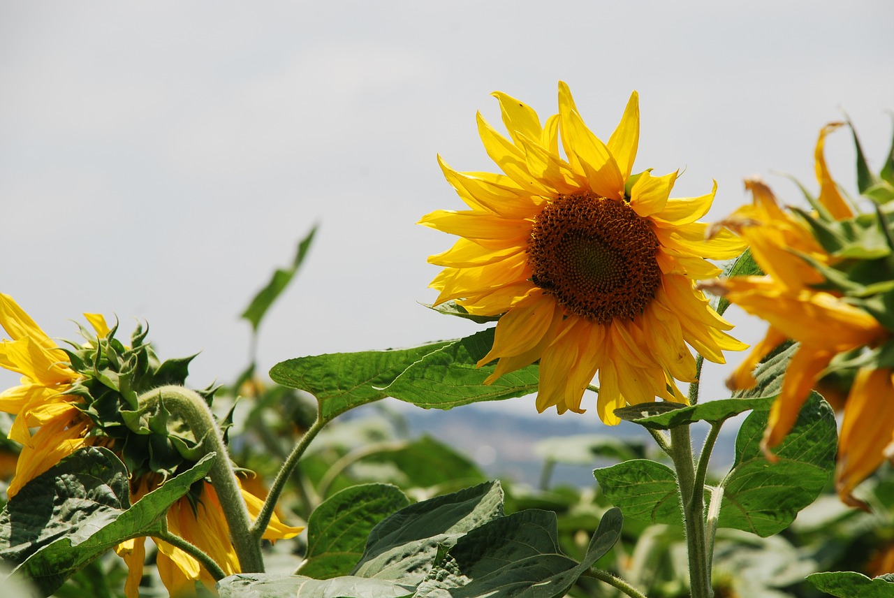 flowers sunflowers blooming free photo