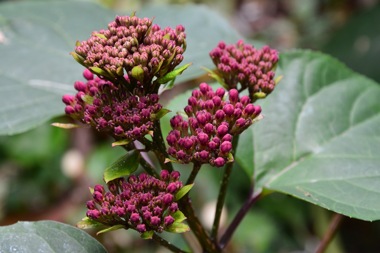 flowers colors plant free photo