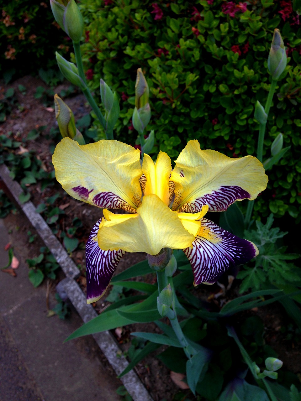 flowers iris walk free photo