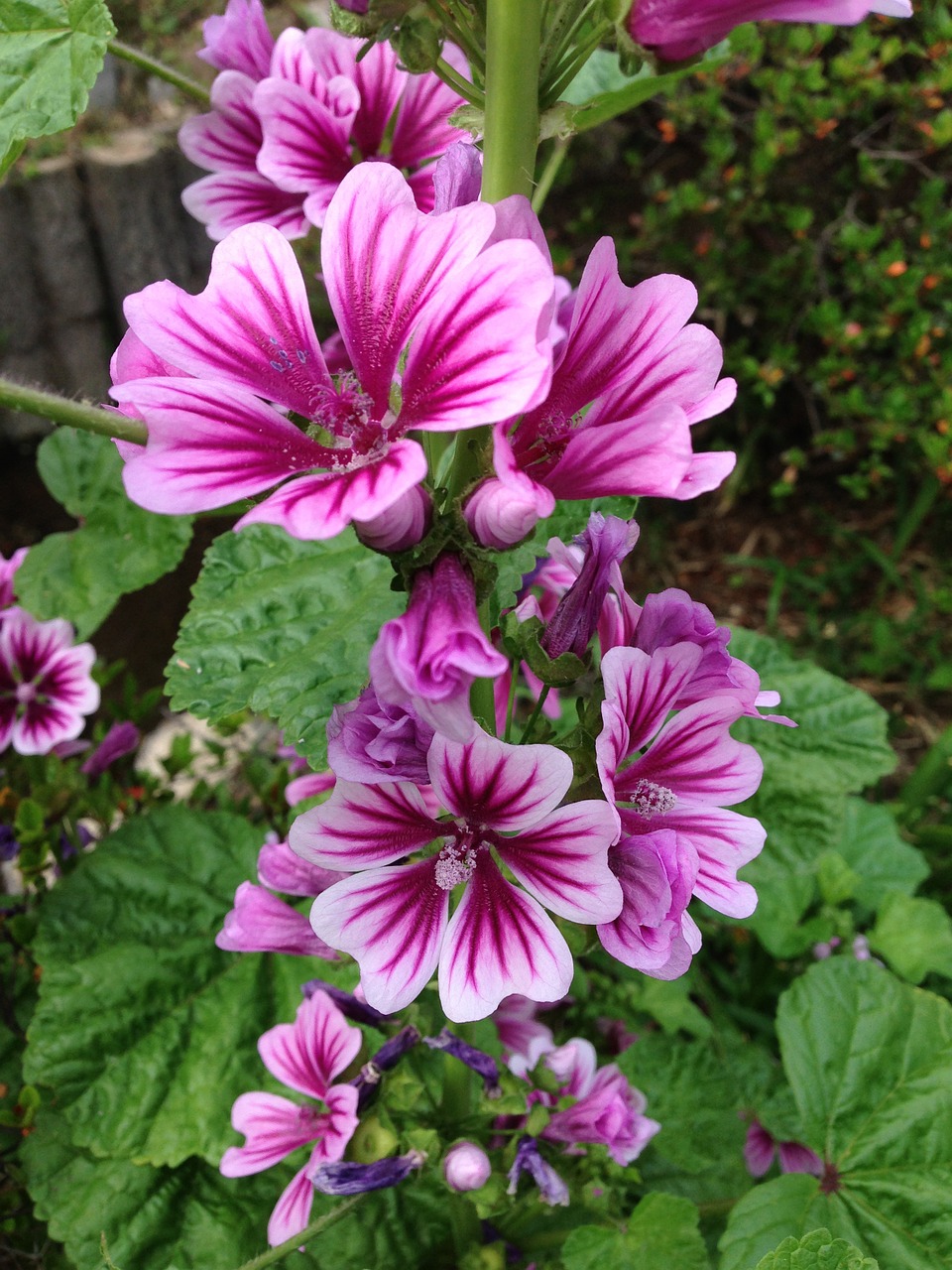 flowers walk spring free photo