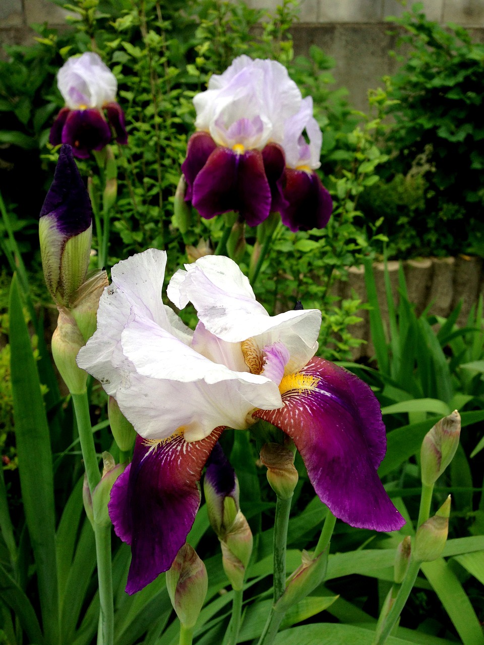 flowers iris spring free photo