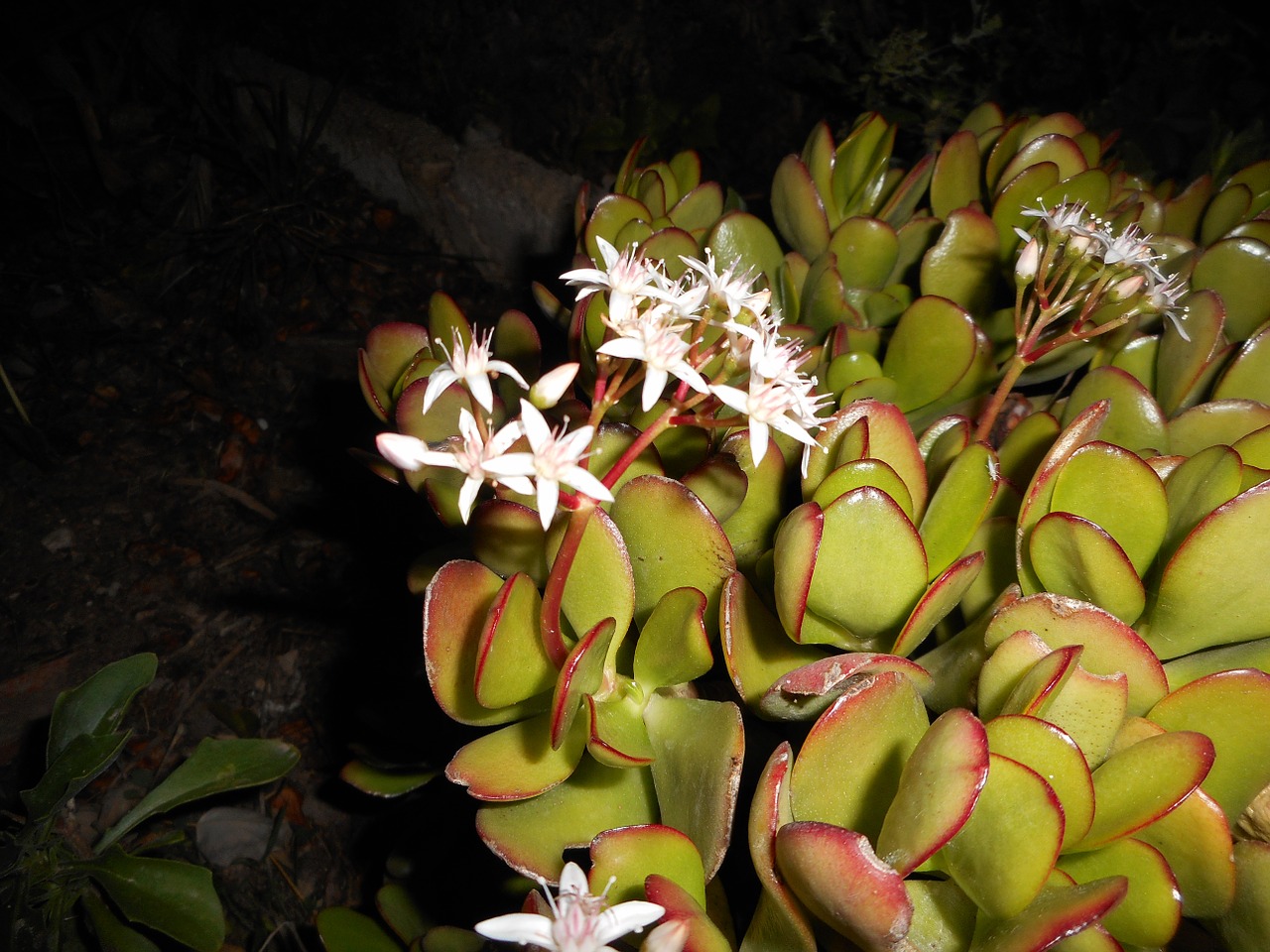 flowers white nature free photo