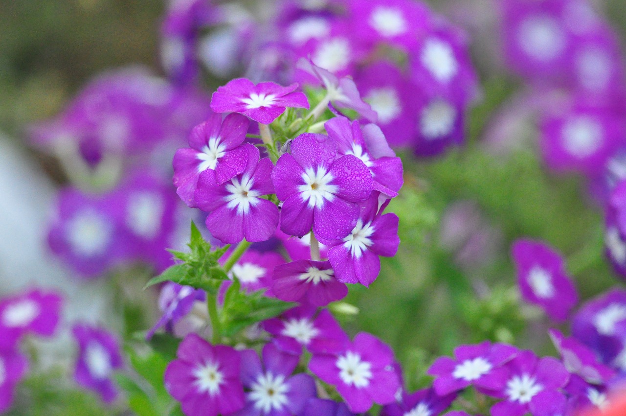 flowers garden purple free photo
