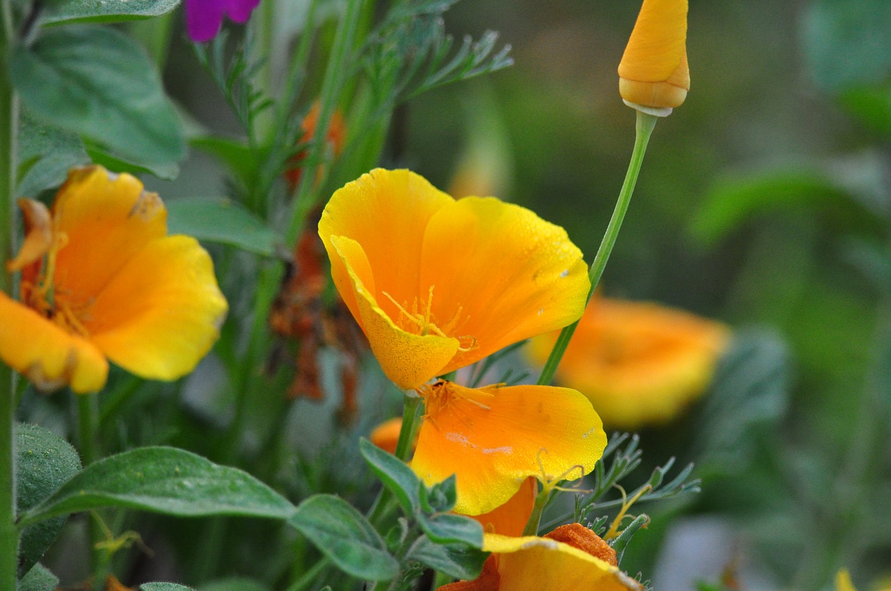 flowers orange yellow free photo