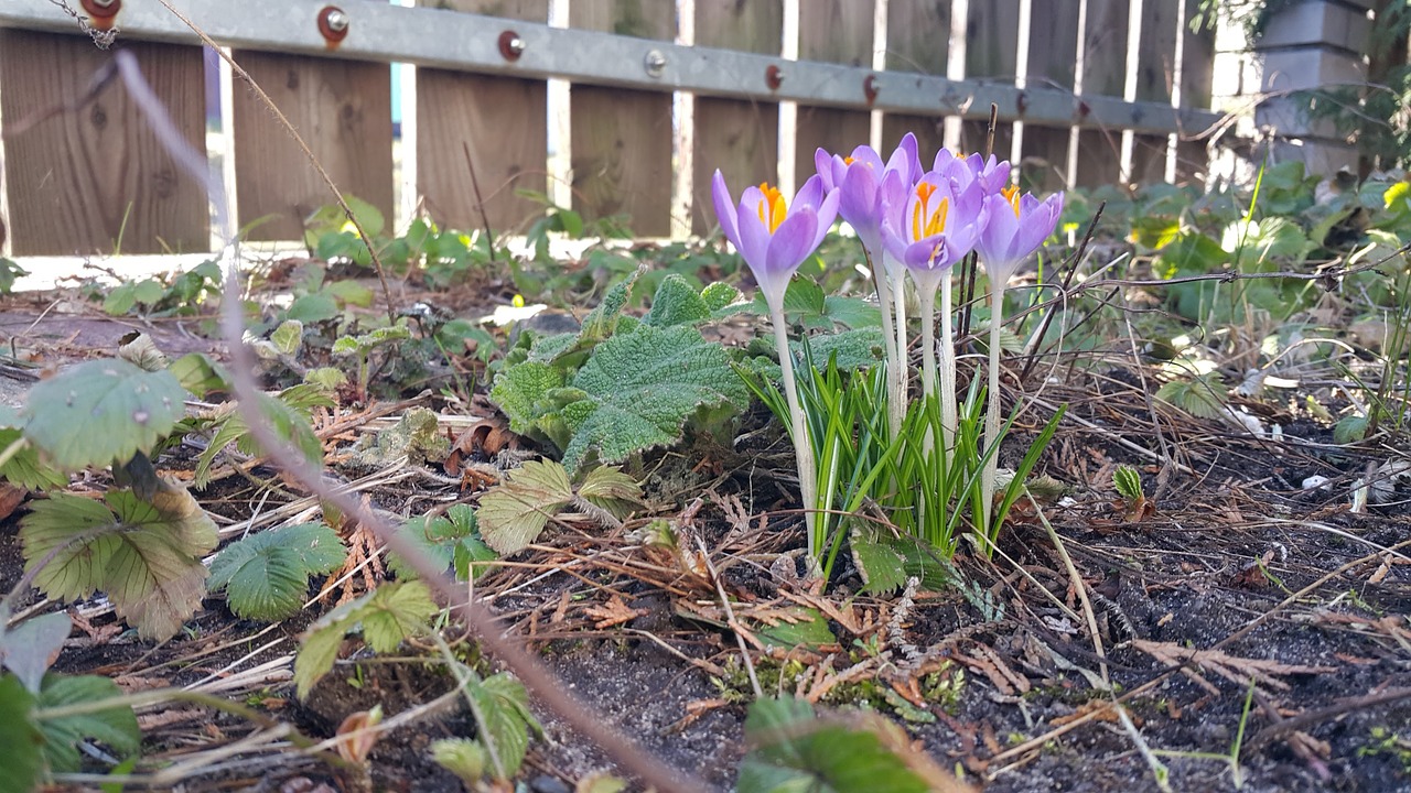 flowers garden spring free photo