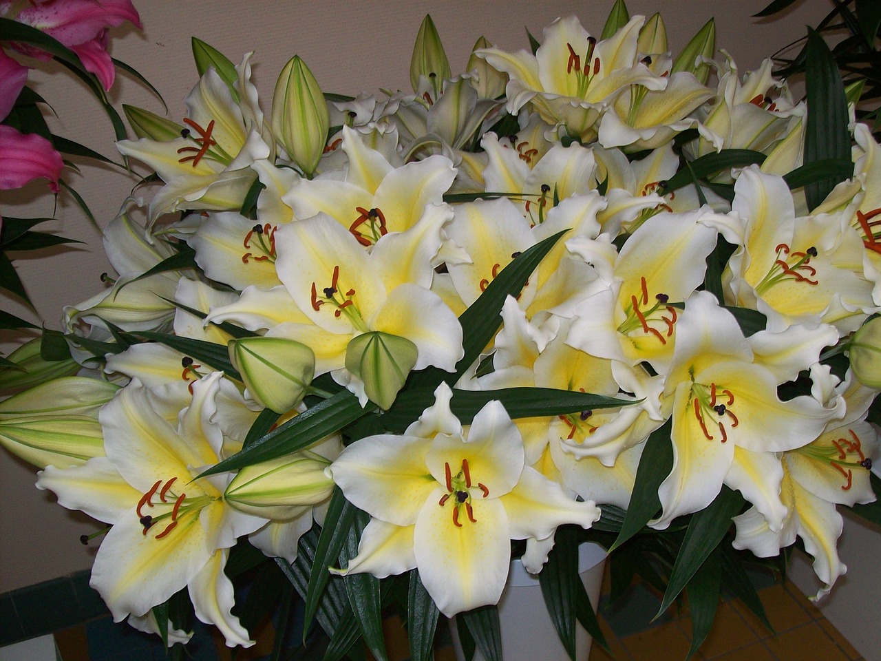 flowers lilies flora free photo