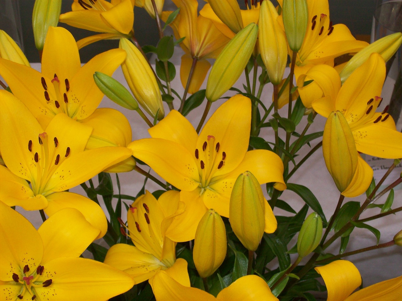 flowers lilies yellow free photo