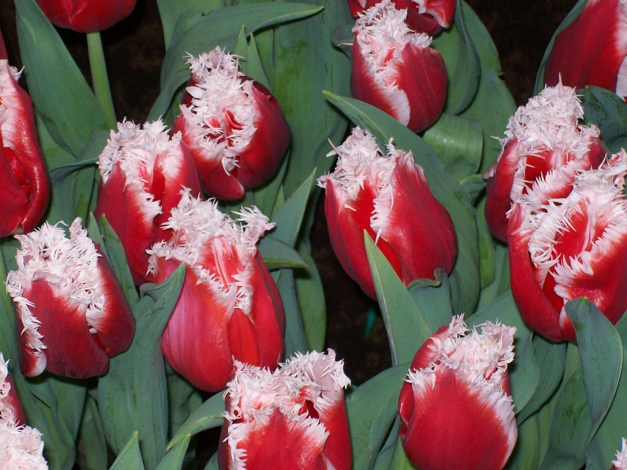 flowers tulips spring free photo