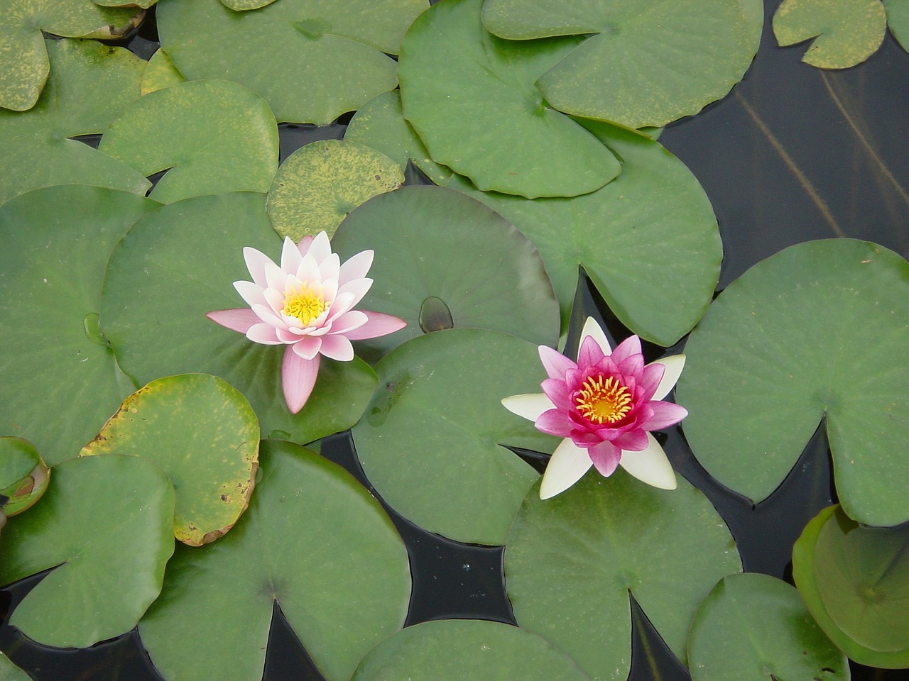 flowers waterlilies water free photo