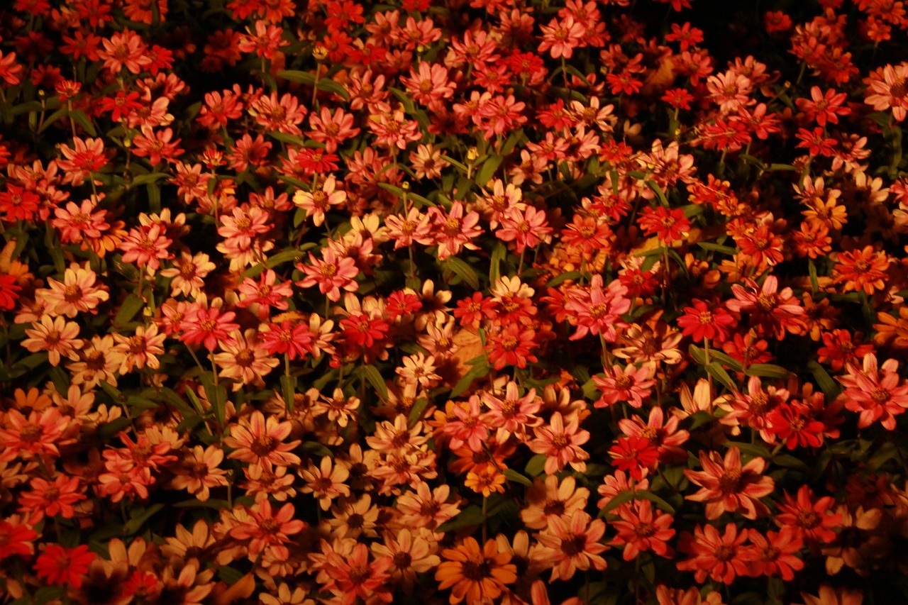 flowers night orange free photo