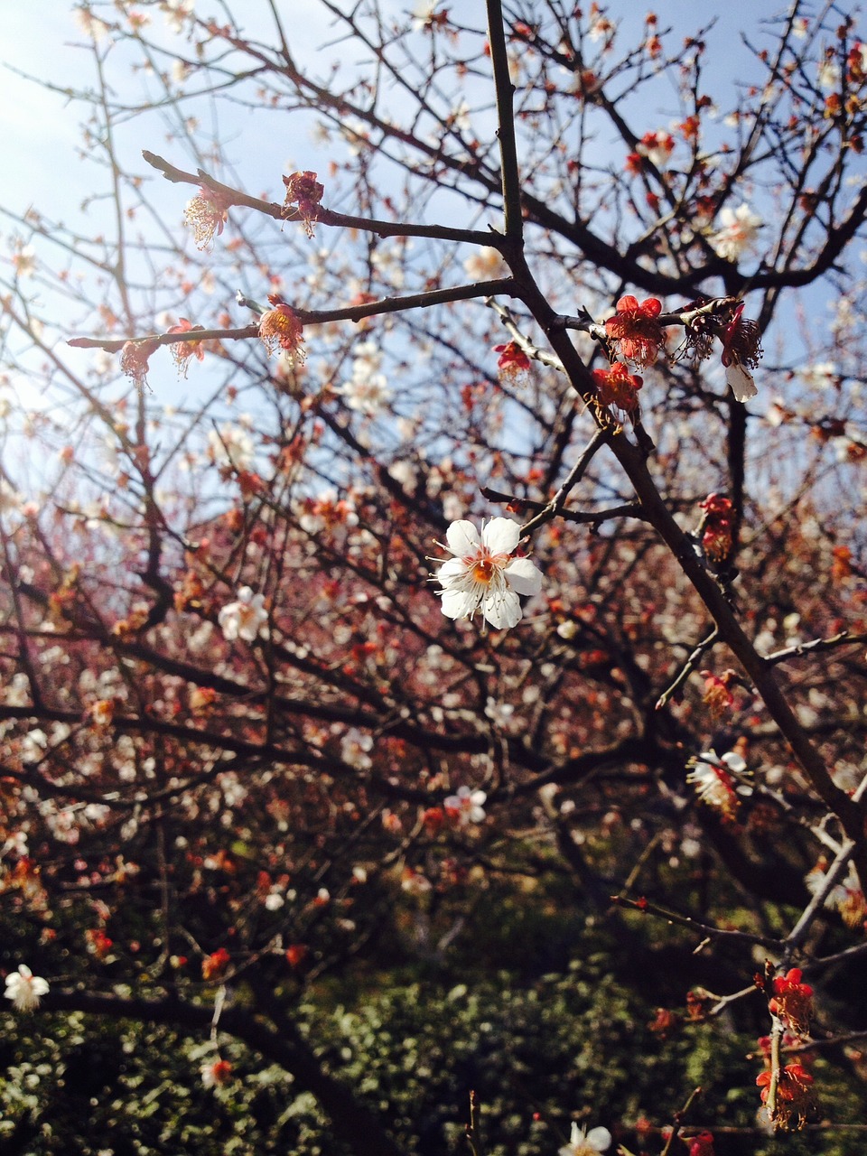 flowers spring park free photo