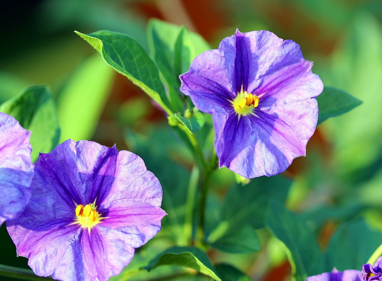 flowers purple plant free photo