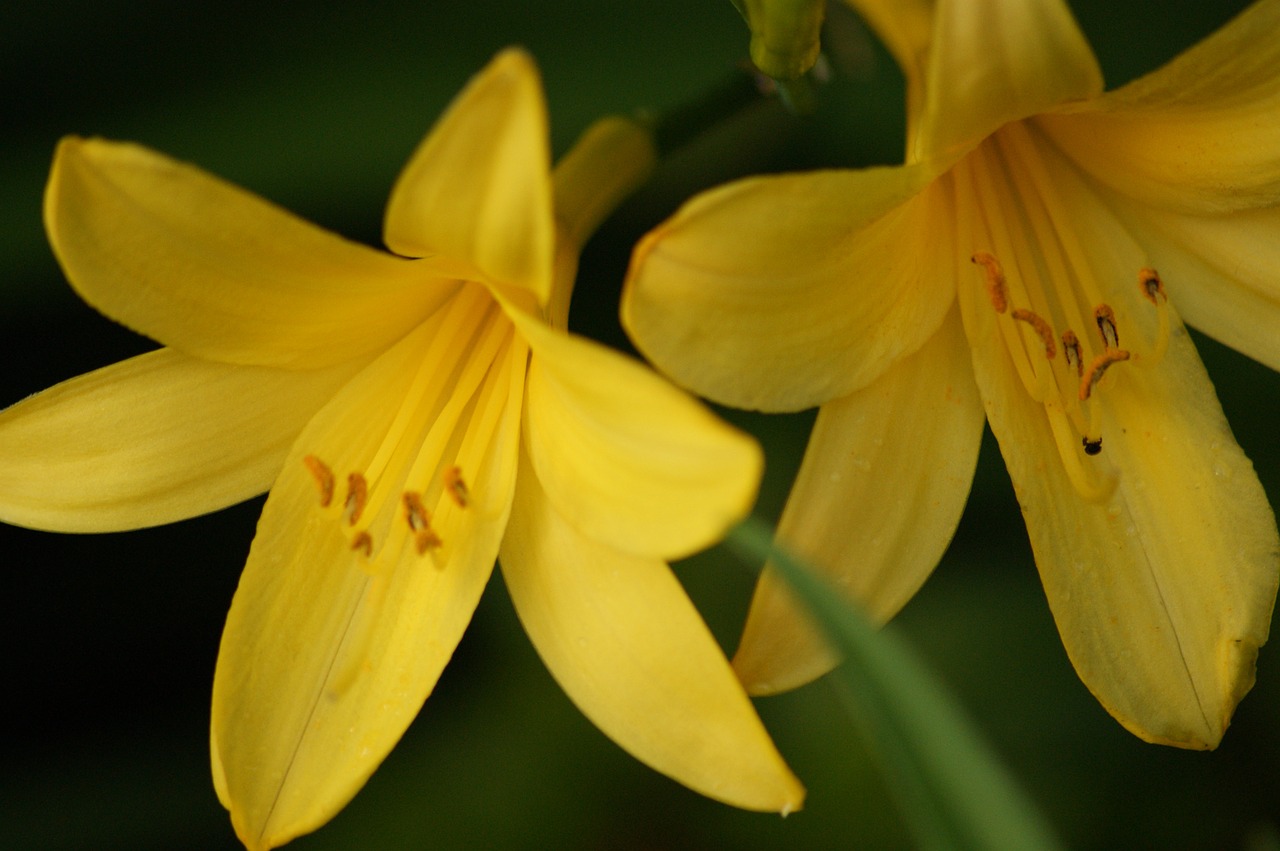 flowers lily plant free photo