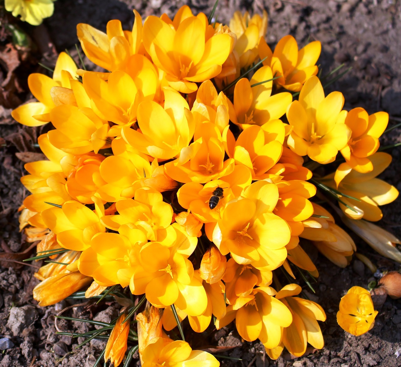 flowers crocus yellow free photo