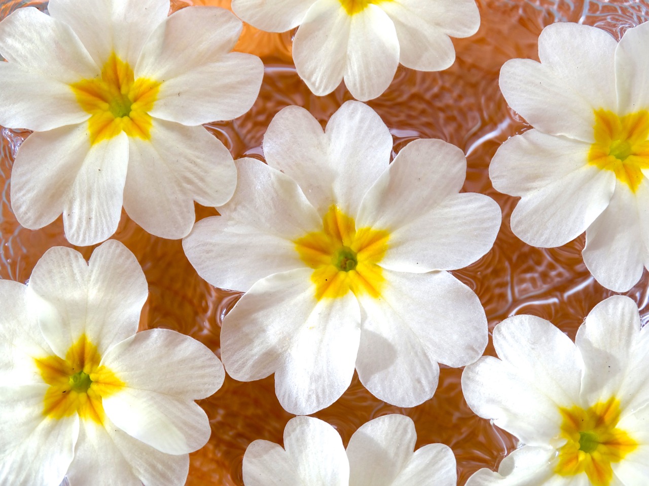 flowers spring flowers background free photo