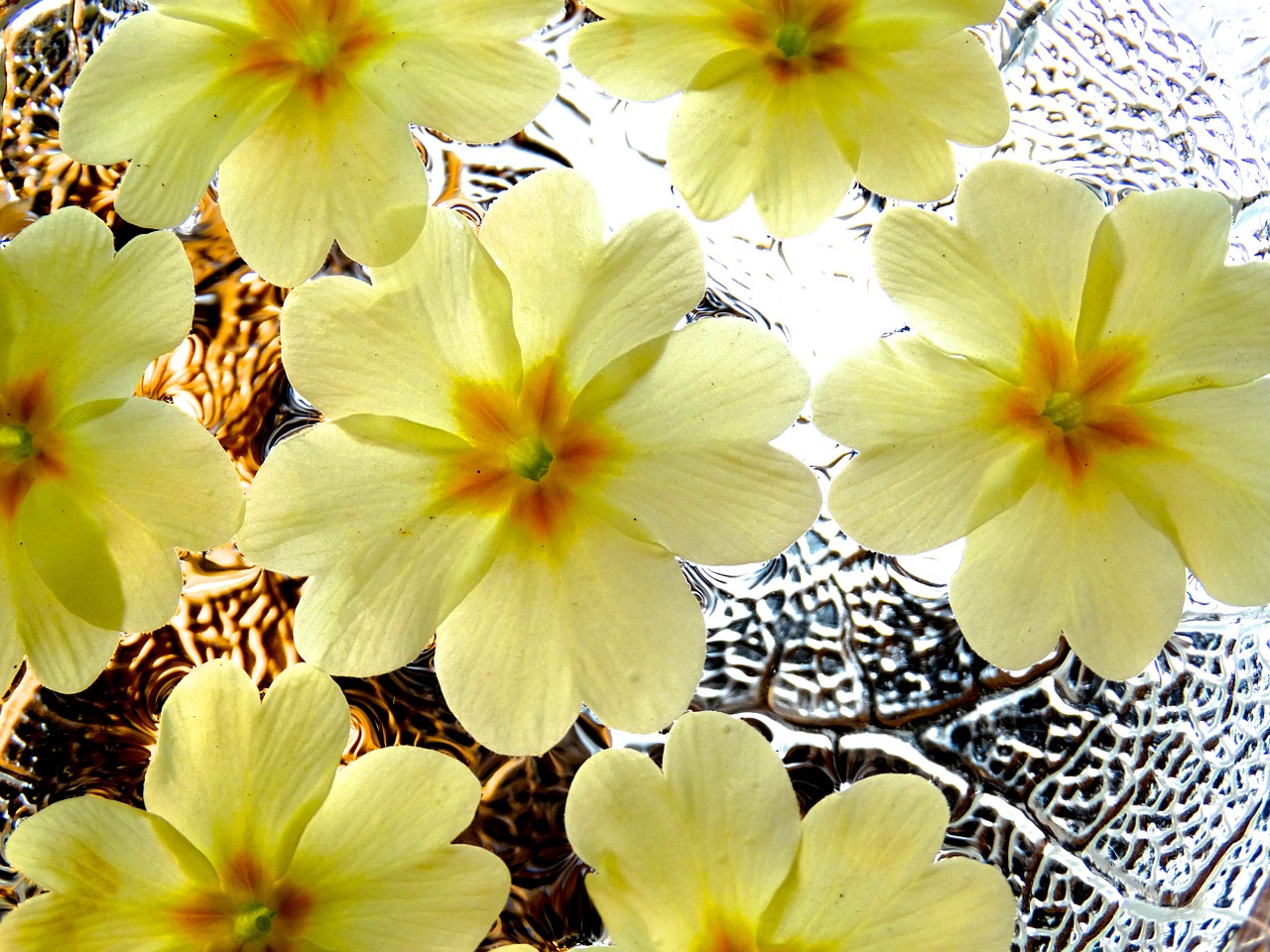 flowers spring flowers background free photo